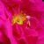 Rózsaszín - Történelmi - gallica rózsa - Gallica 'Officinalis'